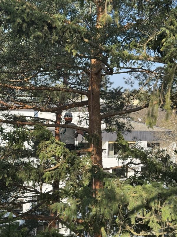 Kletterer in der Kiefer – Treesixty Baumpflege